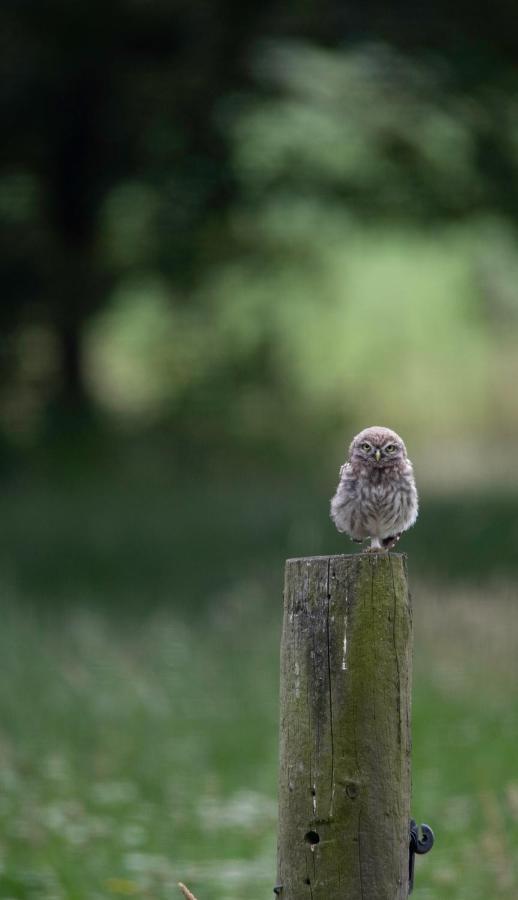 The Cat And The Owl B&B Groenlo Exterior photo